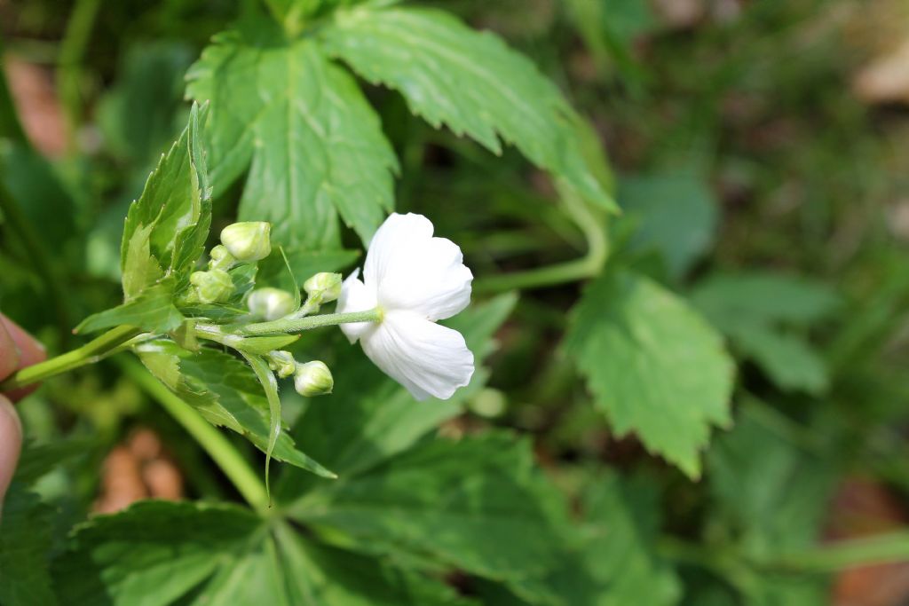 Ranunculus aconitifolius / Ranuncolo a foglie di aconito